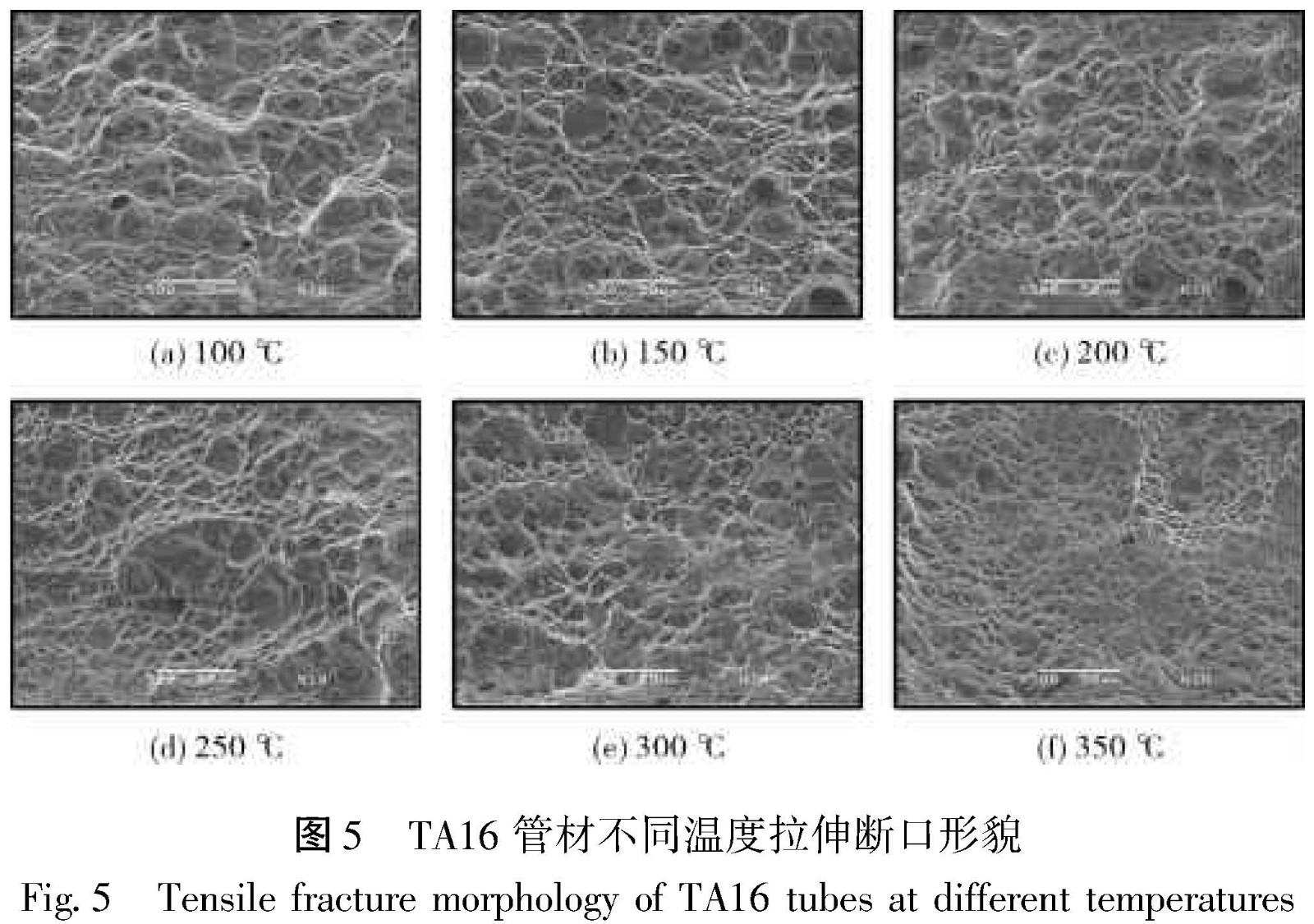 1681047872325616.jpg t5.jpg